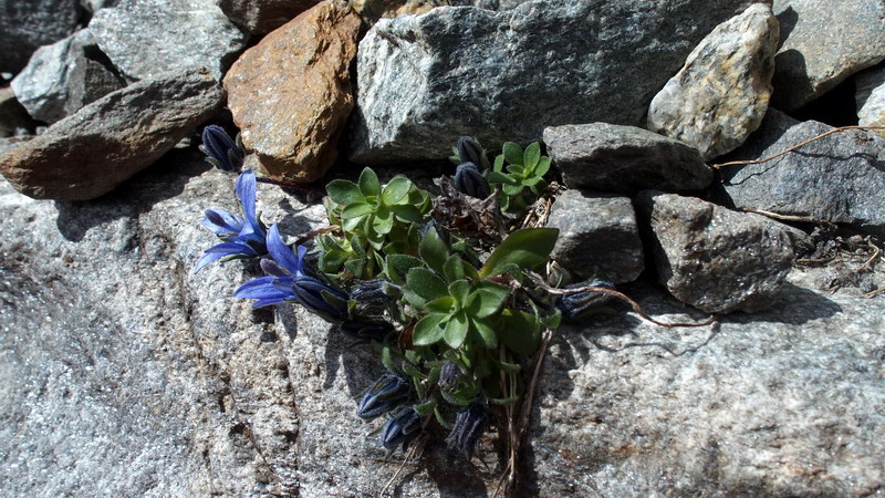 Campanula cenisia / Campanula del Moncenisio